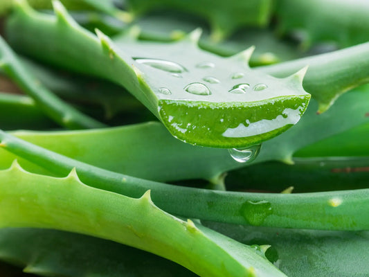 Aloe Vera: Your Hair's Favorite Plant (and the Plant of Immortality) BondiBoost.com
