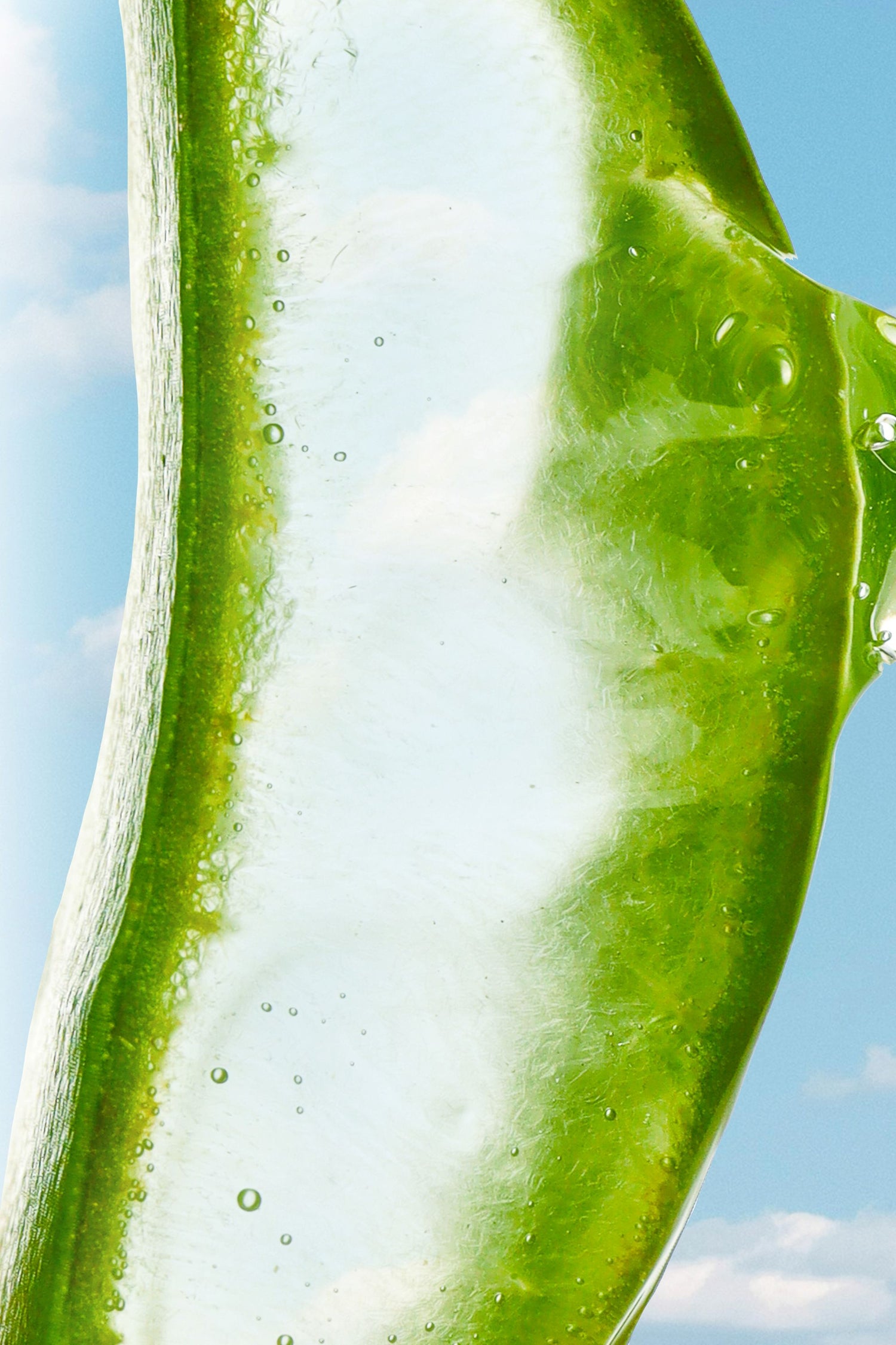 Close-up of a green leaf aloe with water droplets against a blue sky.