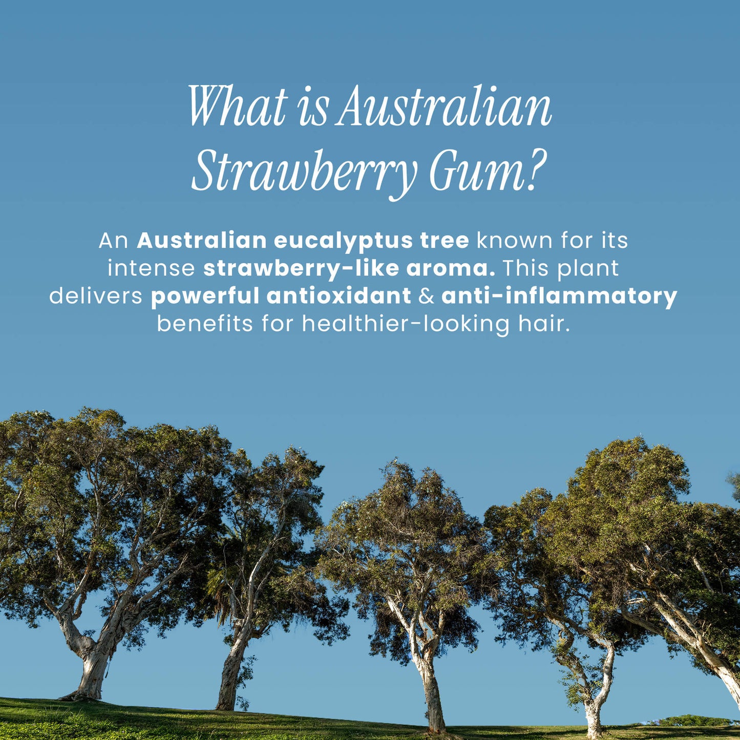 Australian eucalyptus trees with text about Australian Strawberry Gum on a blue background