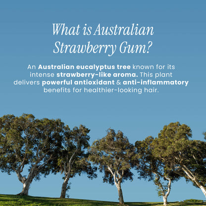 Australian eucalyptus trees with text about Australian Strawberry Gum on a blue background