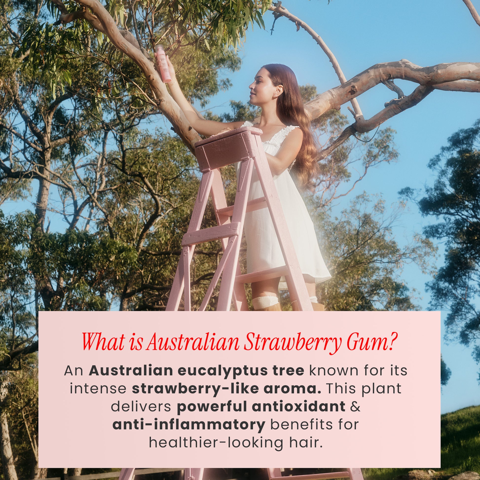 Woman on a ladder with pink stool against a tree, text about Australian Strawberry Gum.